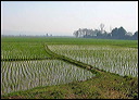 35-rice-fields